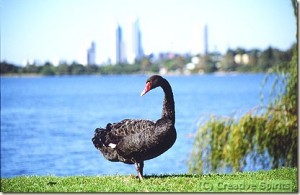 0010425-perthblackswan-thumb.jpg