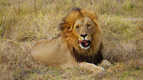 Lion