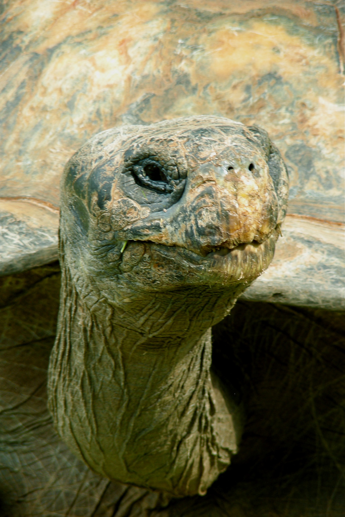 Earth Alien by Always Curious old turtle photo