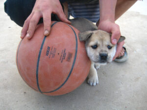3549239184_9bf09978de_b_basketball-puppies