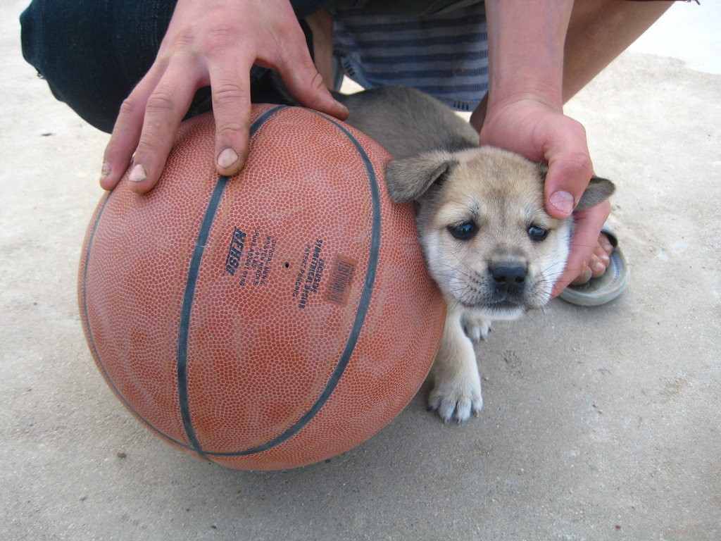3549239184_9bf09978de_b_basketball-puppies