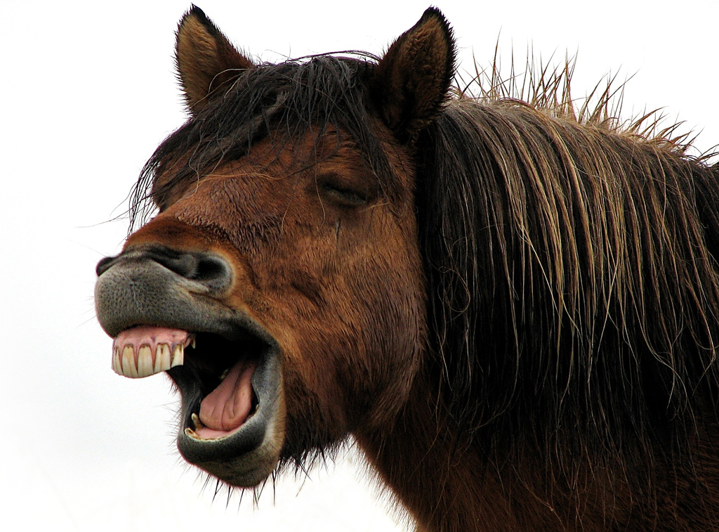 Having a Laugh? by Gunnsi horse teeth photo