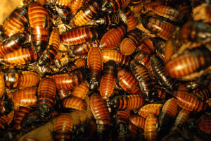 roaches